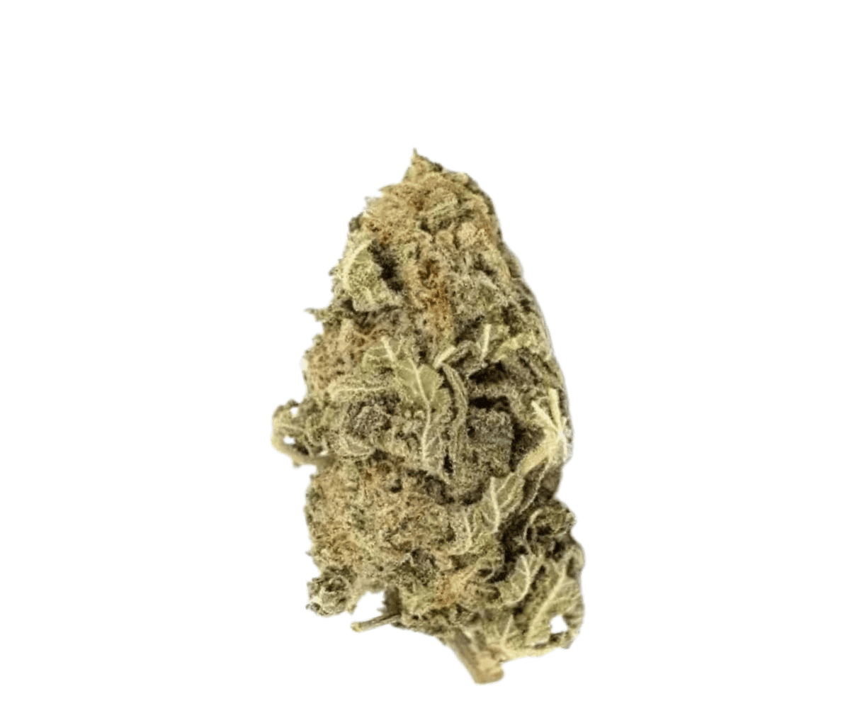 avaay Signature 31/1 OGC - Ocean Grown Cookies