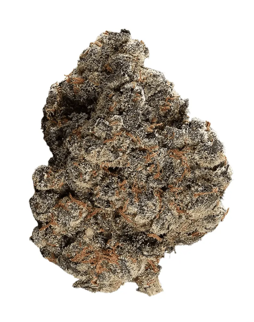 TYSON 2.0 24/1 Alexander the Great 