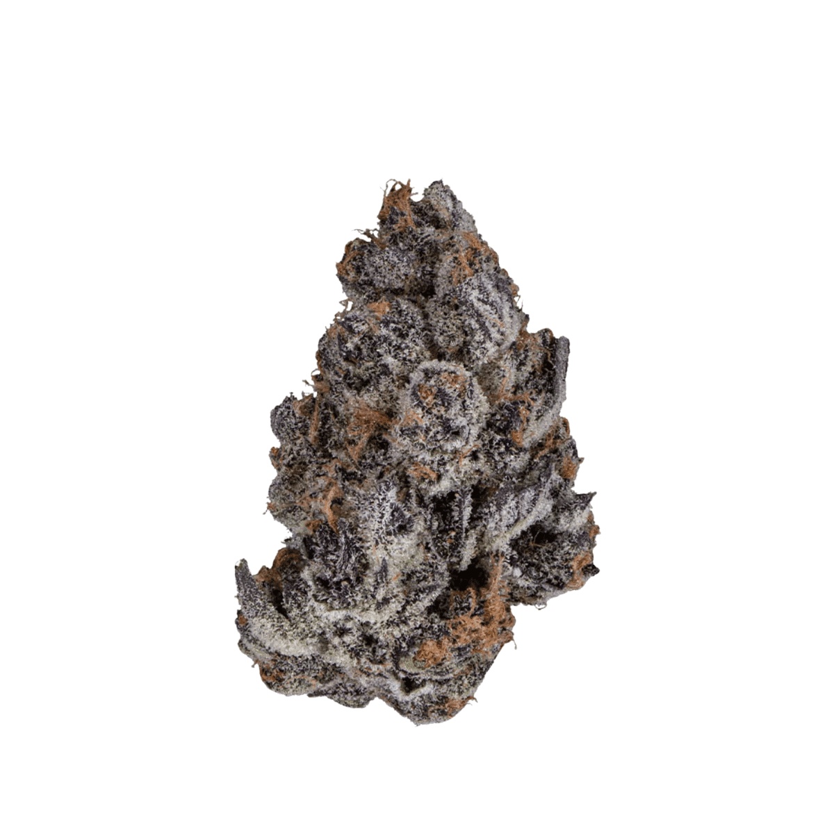 DrWatson 26 SB AUS - Super Boof DrWatson 26 SB AUS - Super Boof