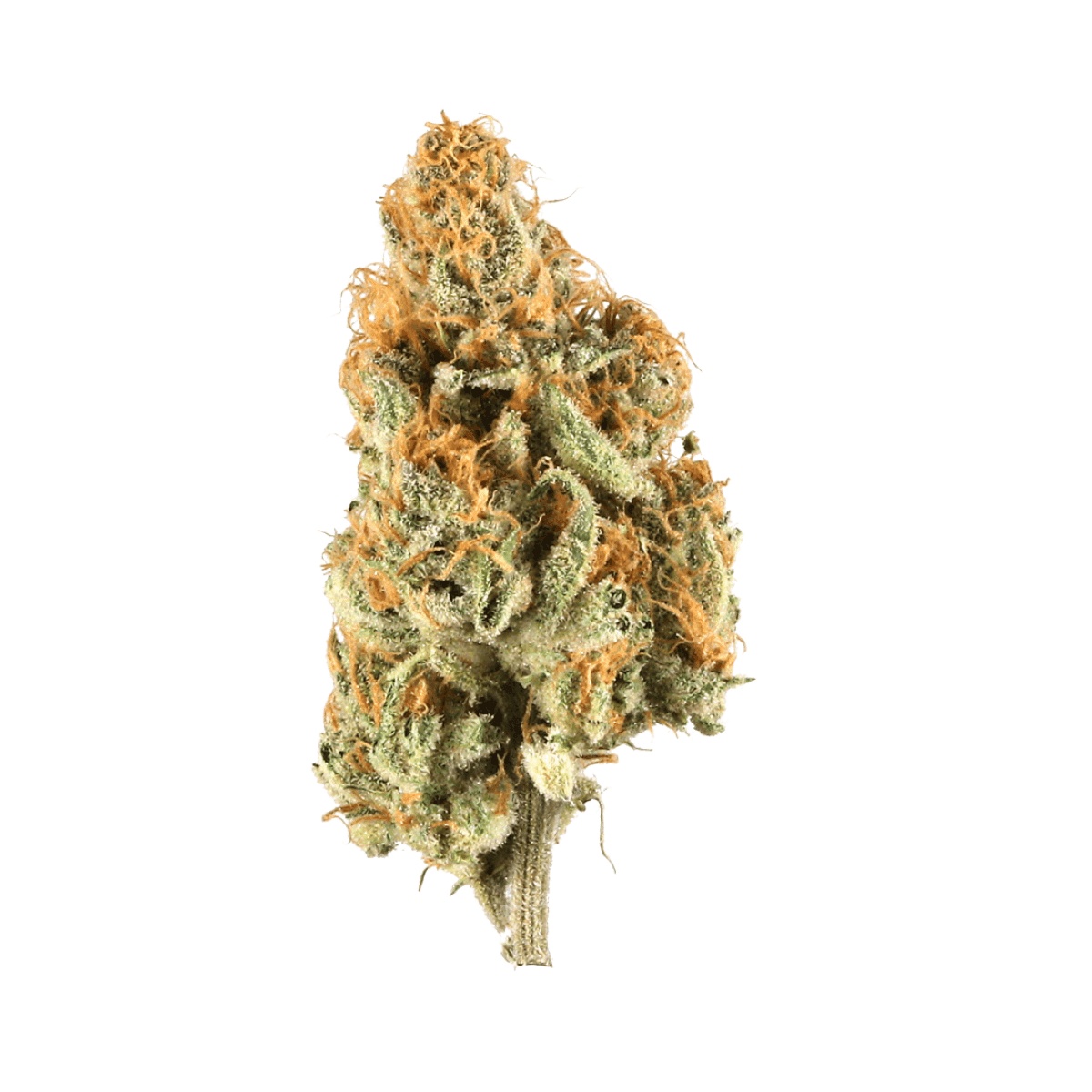 GT Strong Drop 27/1 - Citron Cookies x Biker Kush