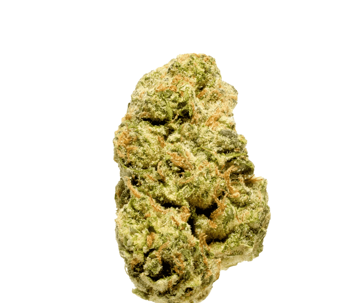 Vasco PR 27/1 - Pave Runtz