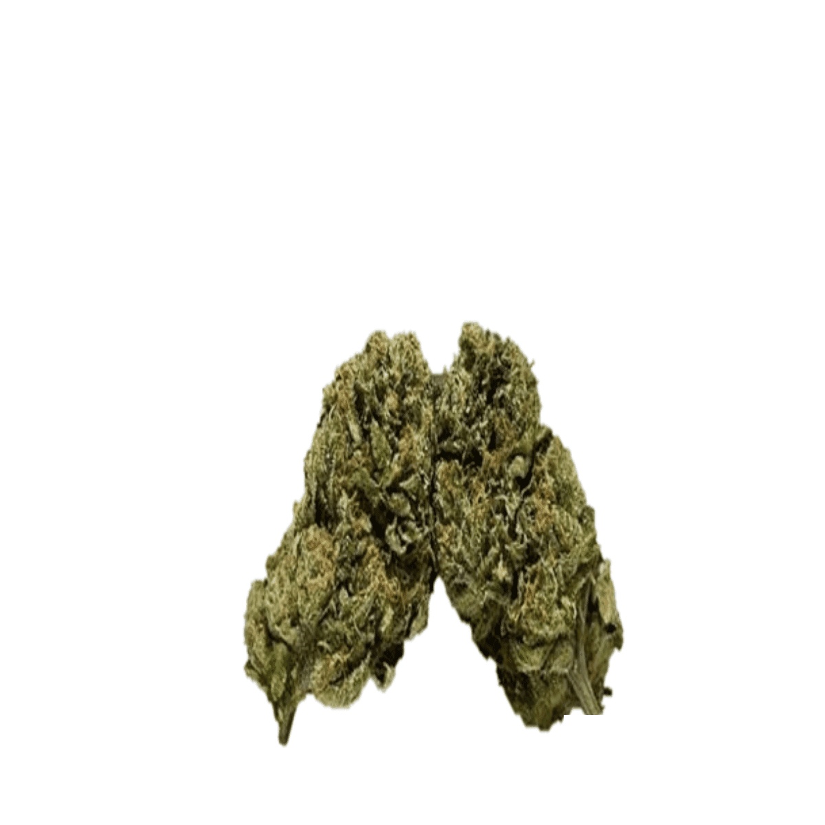 ZOIKS 18/1 AZZ - Azzai