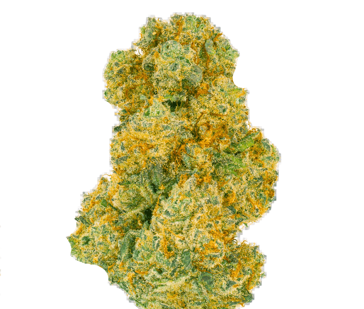 Pedanios 27/1 BLY-CA - Black Jelly Pedanios 27/1 BLY-CA - Black Jelly