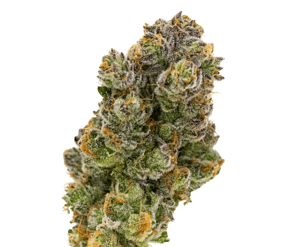 aleph red 27/1 - Hokuzai