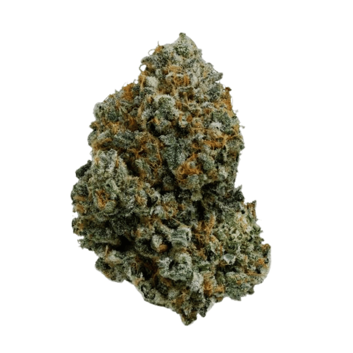 Island Genetics LMHD 27/1 - Lime Heads Island Genetics LMHD 27/1 - Lime Heads