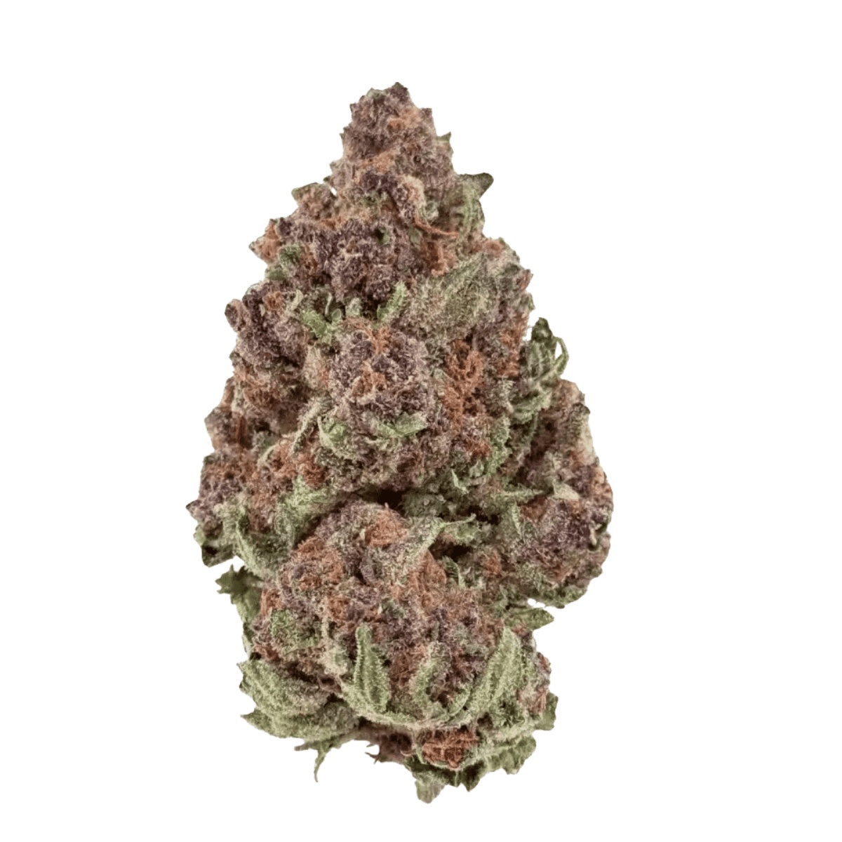 Hi Society 30/1 CAN UJA - Ultra Jack