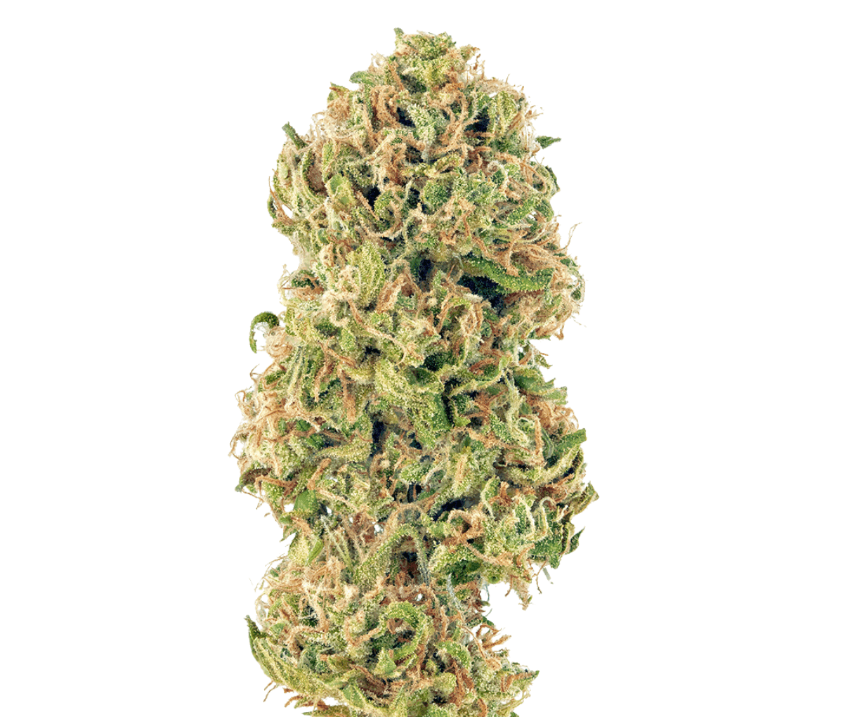 Medical Saints 24/1 HUB - Huckleberry