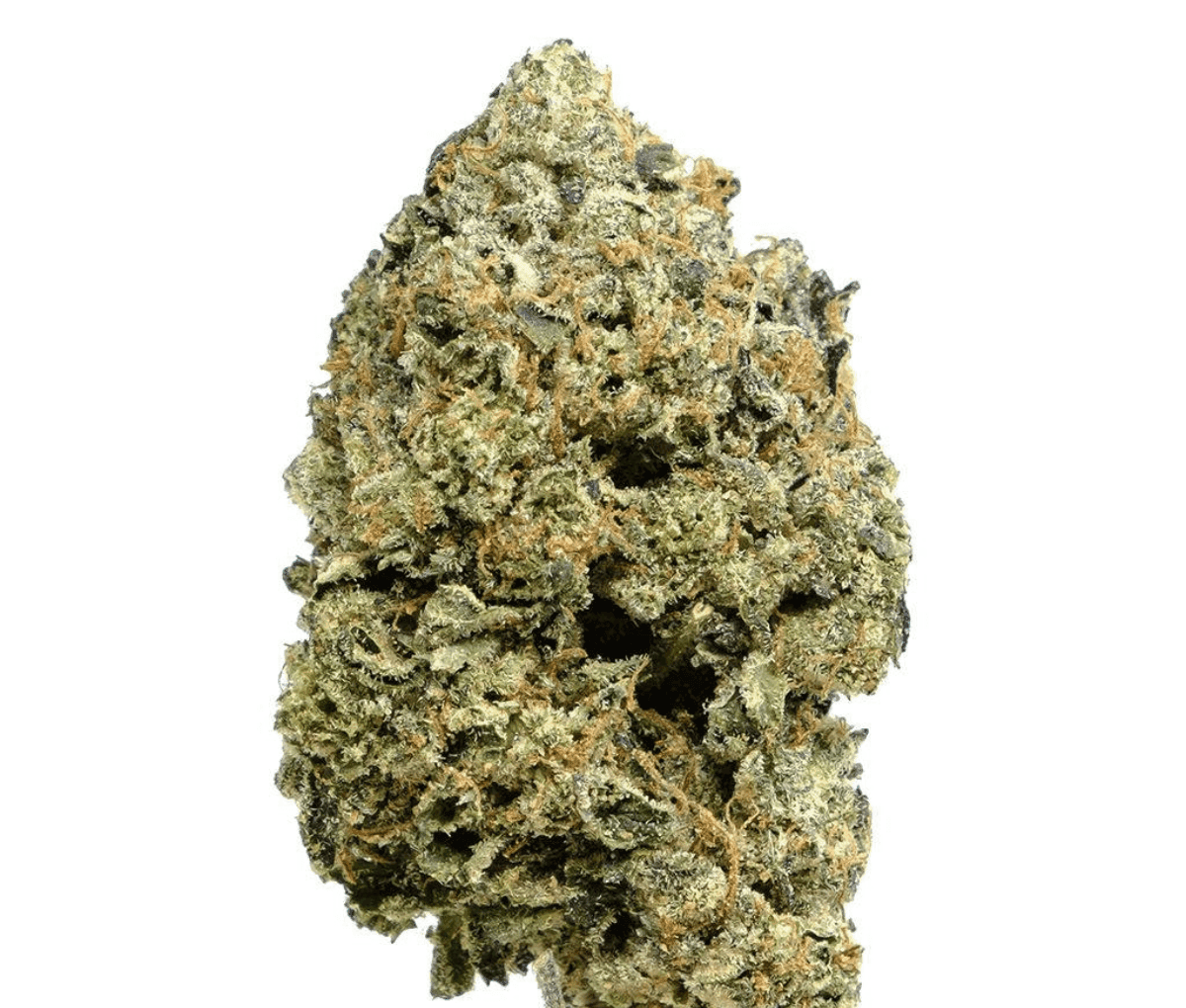 Avaay Signature 31/1 Gossip Gun Avaay Signature 31/1 Gossip Gun